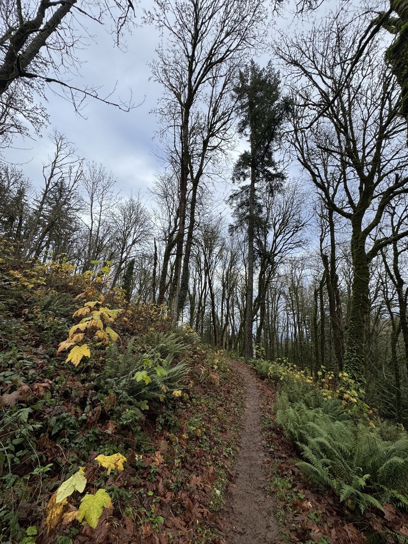 This image captures a forest trail during late autumn or early winter. The narrow, dirt path winds uphill, bordered by damp, fallen leaves and lush green ferns. The surrounding trees are mostly bare, with a few still clinging to yellowing leaves. The tall, slender trunks create an open canopy against a cloudy gray sky. The ground and foliage appear wet, suggesting recent rain. The scene is peaceful and natural, evoking a cool, damp forest ambiance.