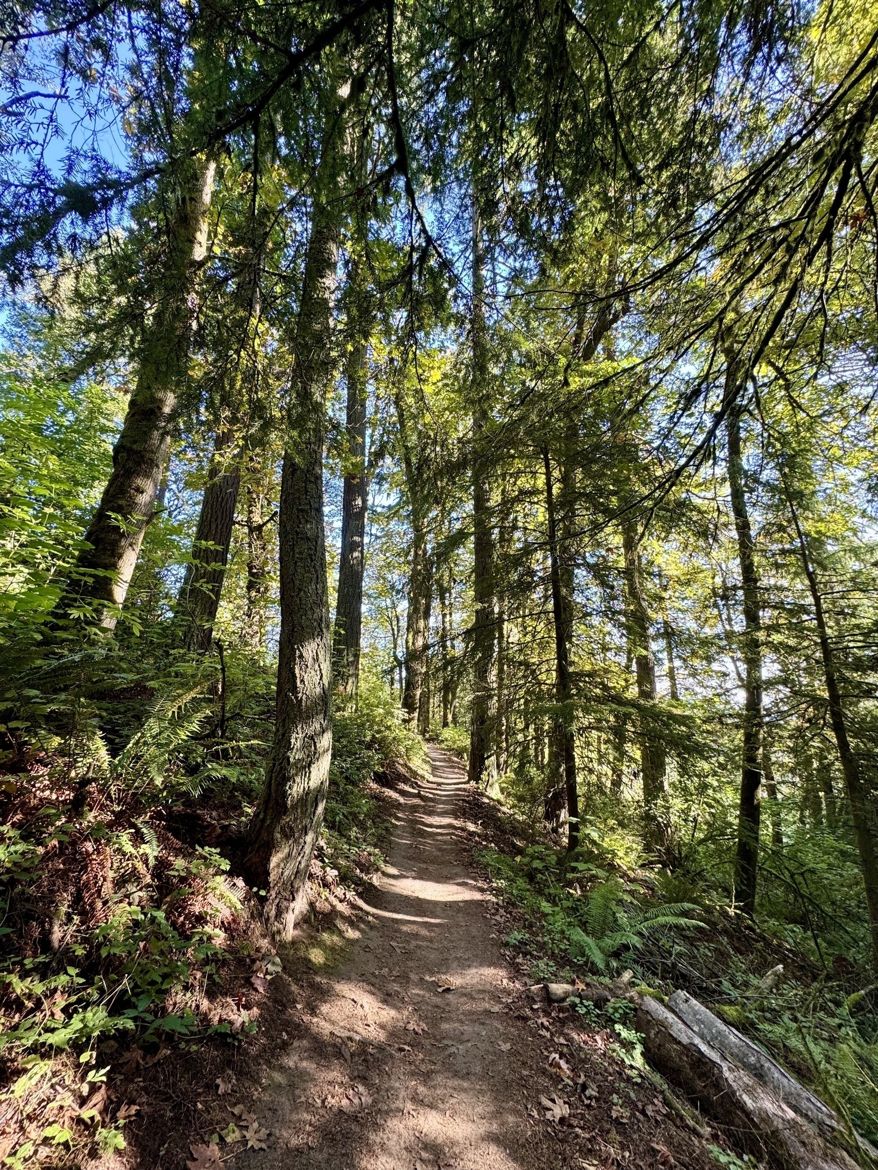 A serene forest trail in Forest Park is surrounded by tall trees and lush greenery, with morning sunlight filtering through the leaves.