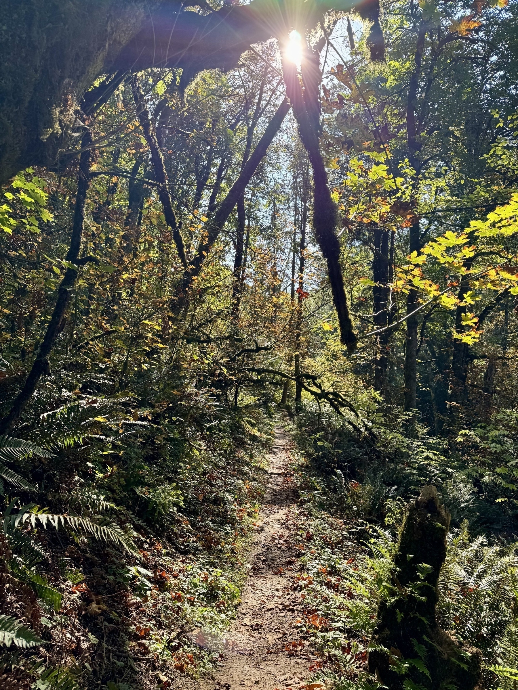 A sunlit forest trail in Forest Park winds through dense, green and yellow foliage with rays of sunlight filtering through the trees.