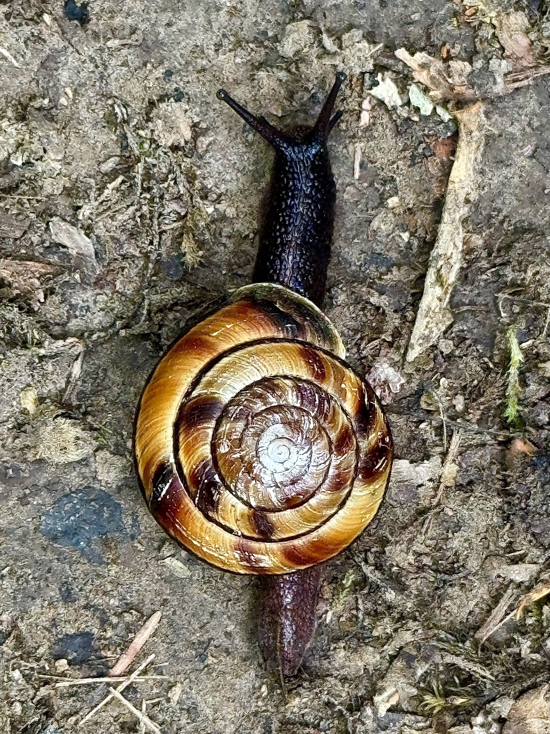 A close-up photograph of a snail on a damp, earthy surface. The snail has a shiny, spiraled shell with rich brown and golden-yellow bands. Its body is dark and textured, with two visible tentacles extended forward. The surrounding ground is a mix of dirt, small sticks, and scattered leaves.