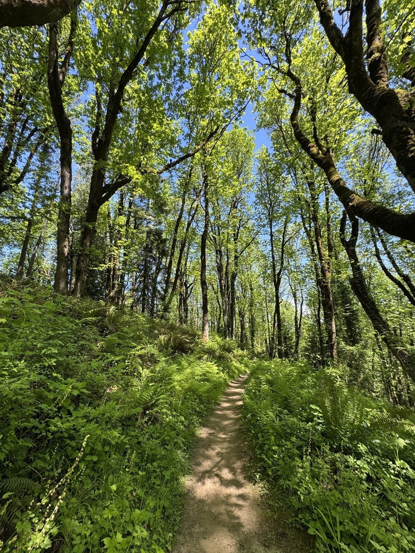 A sunlit forest trail in Forest Park in Portland is surrounded by tall, leafy trees and lush green undergrowth.