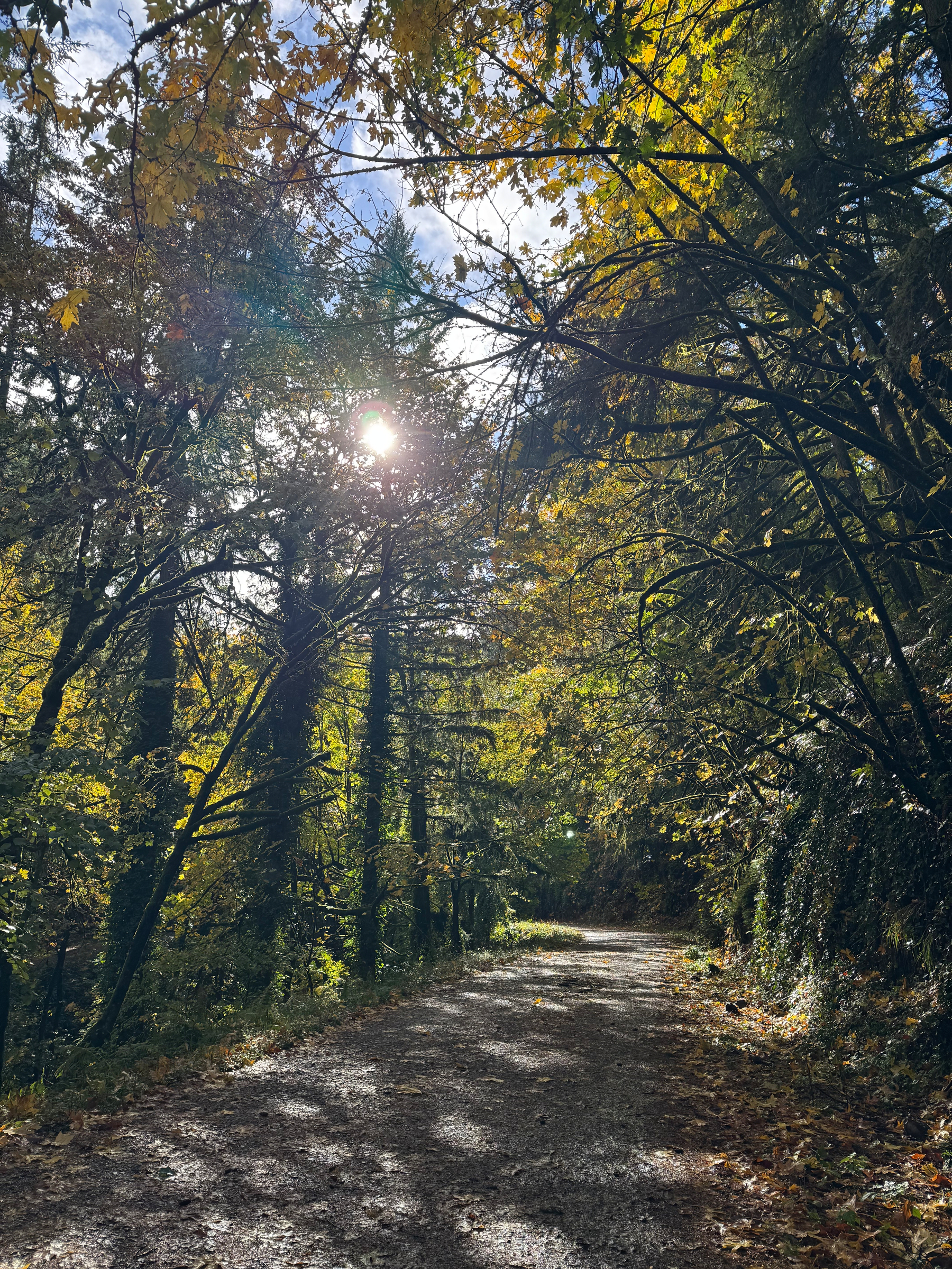 The same trail as the first picture (Leif Erikson), but with dappled sunlight filtering through the forest canopy and no more mist. 